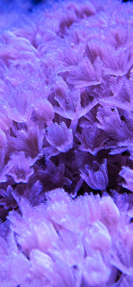 Corals mark friendly algae for ingestion—revealing possible